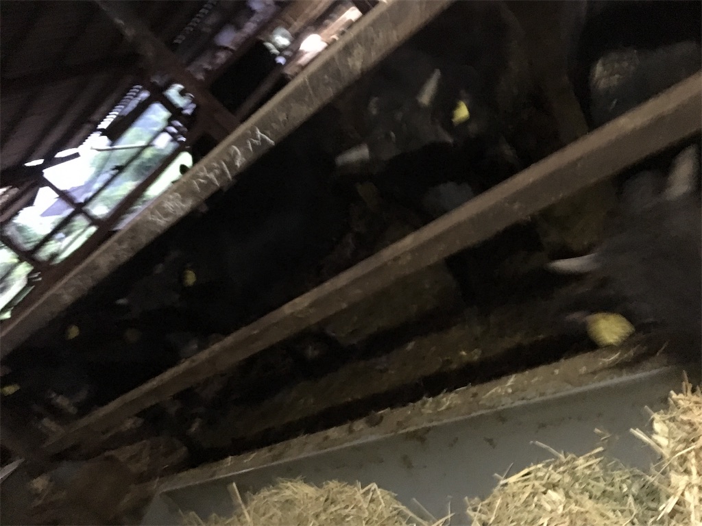 f:id:shiotani-ranch:20190616214333j:image f:id:shiotani-ranch:20190616214333j:image