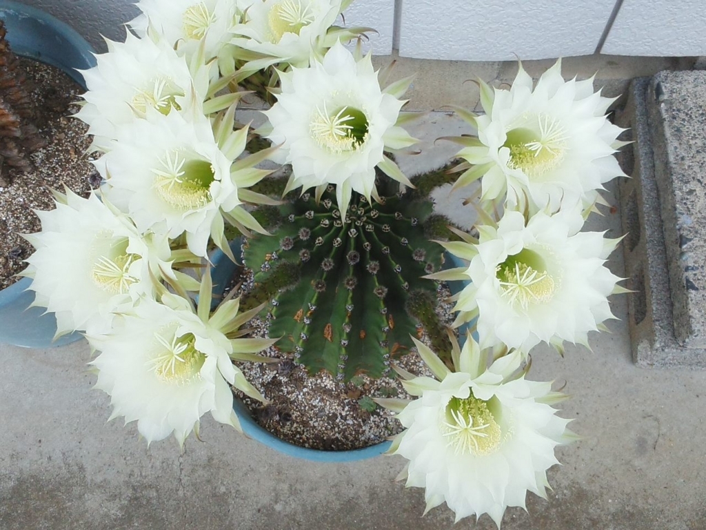 f:id:shira-j:20180522230444j:plain f:id:shira-j:20180522230444j:plain