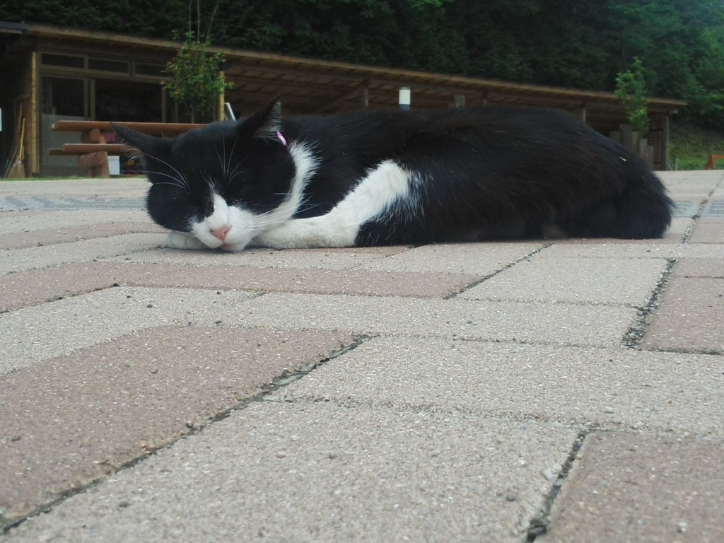 f:id:shira-j:20180602113726j:plain f:id:shira-j:20180602113726j:plain