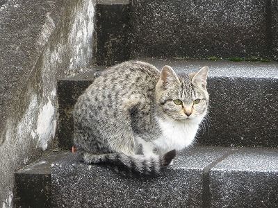 f:id:shirahashi0531:20190212230753j:plain