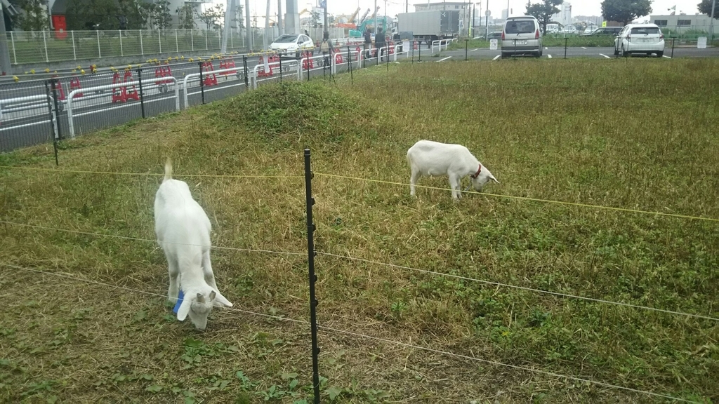 f:id:shiraike:20190119040938j:plain f:id:shiraike:20190119040938j:plain