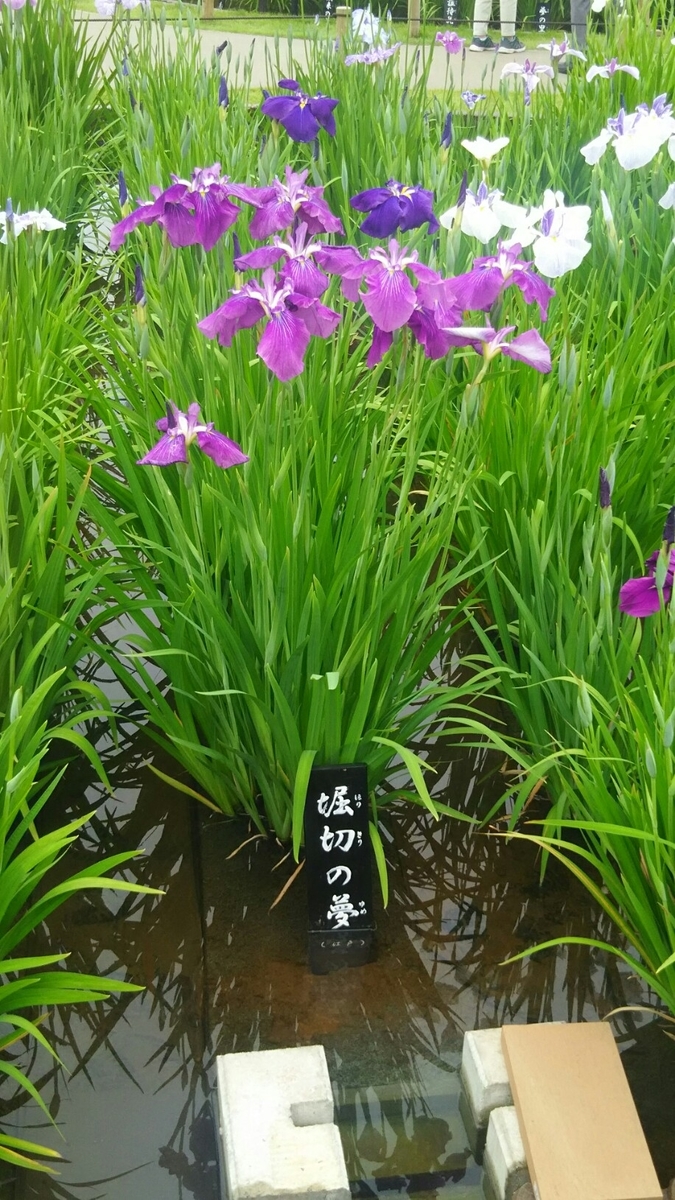 f:id:shiraike:20190604083328j:plain f:id:shiraike:20190604083328j:plain