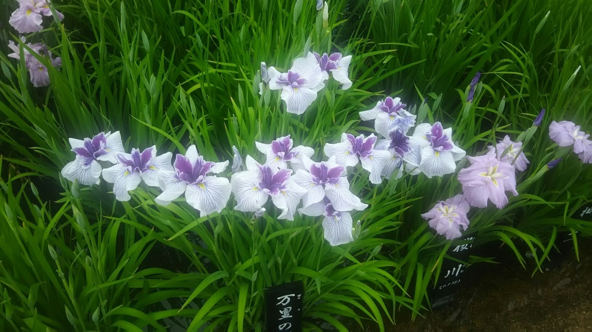 f:id:shiraike:20190604083601j:plain f:id:shiraike:20190604083601j:plain