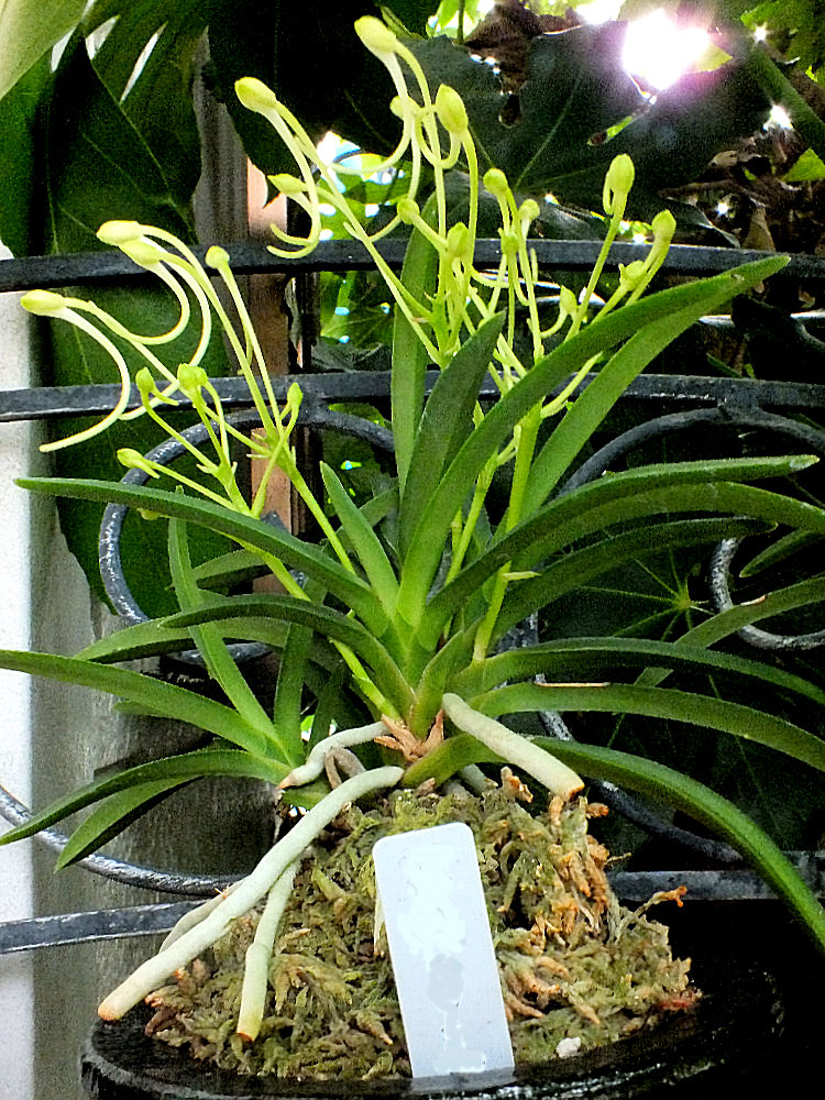 風蘭の花咲く季節 - しらこばとWeblog