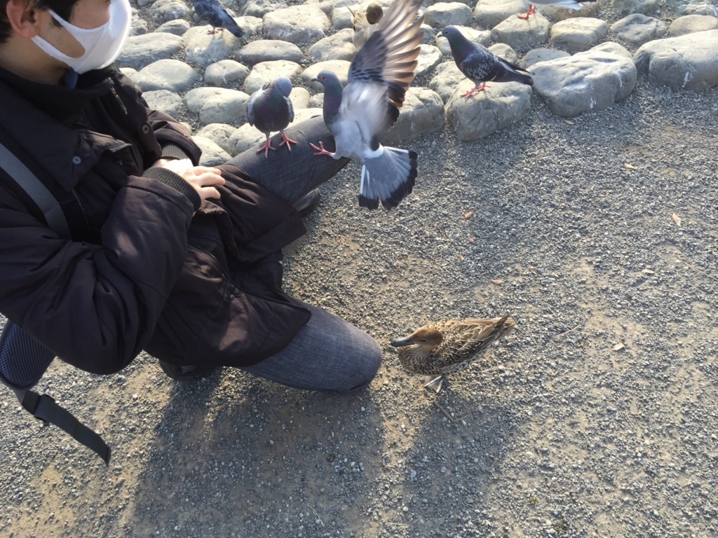 f:id:shirasabakun:20180728183249j:plain