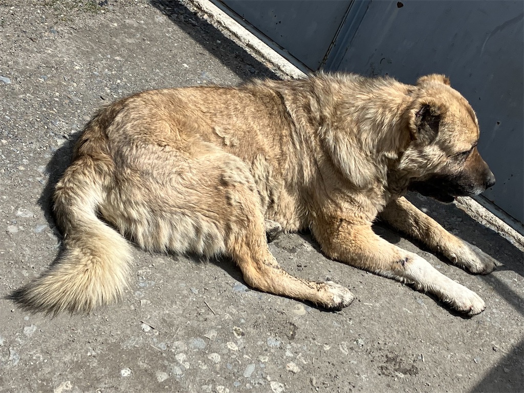 f:id:shirat0ri:20230528051203j:image f:id:shirat0ri:20230528051203j:image