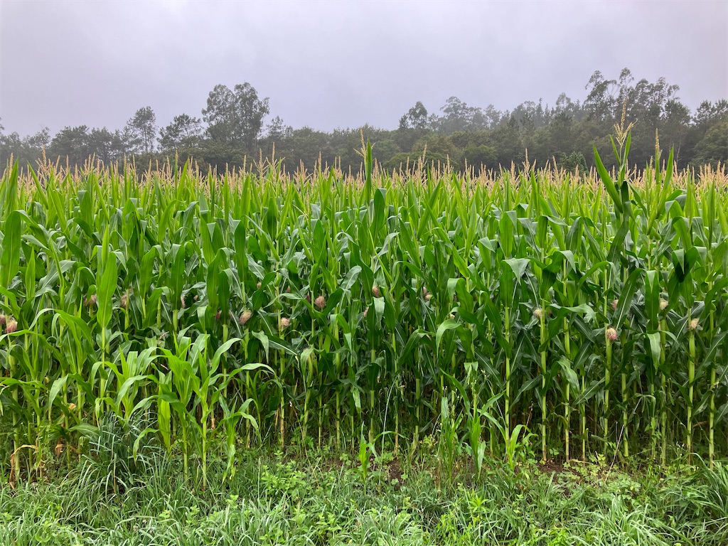 f:id:shirat0ri:20230713051638j:image f:id:shirat0ri:20230713051638j:image