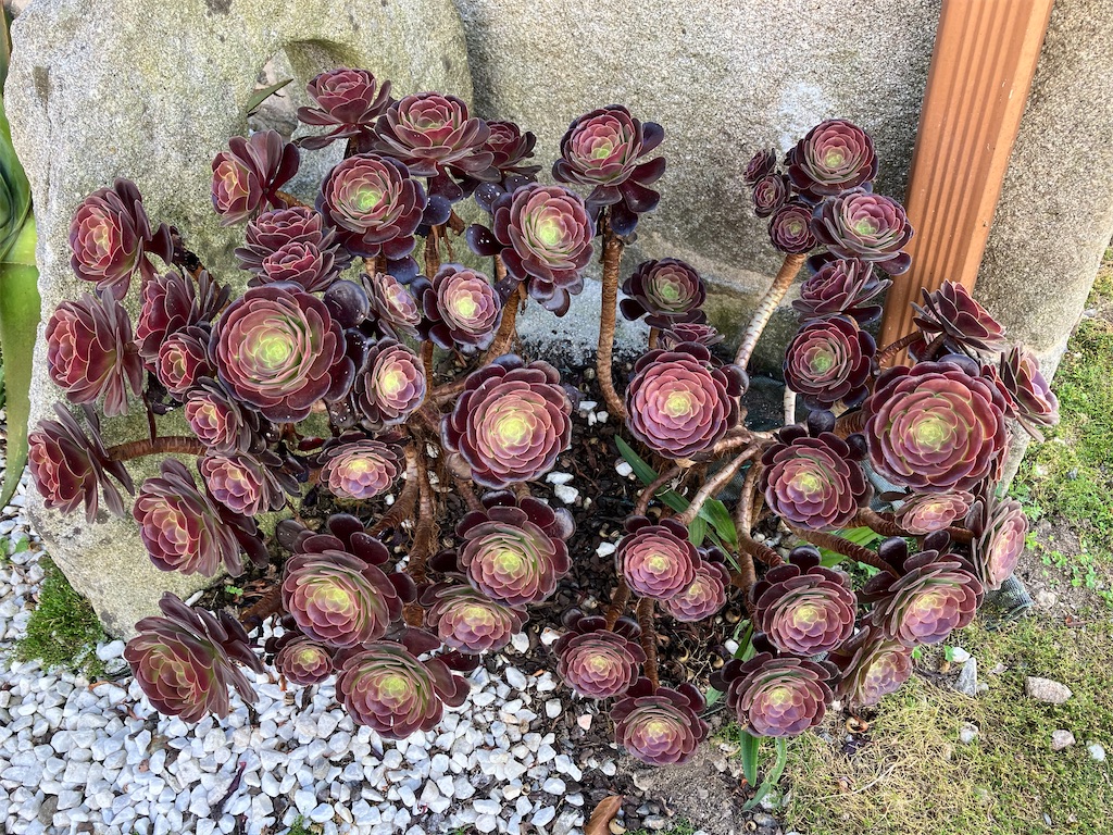 f:id:shirat0ri:20230713052531j:image f:id:shirat0ri:20230713052531j:image