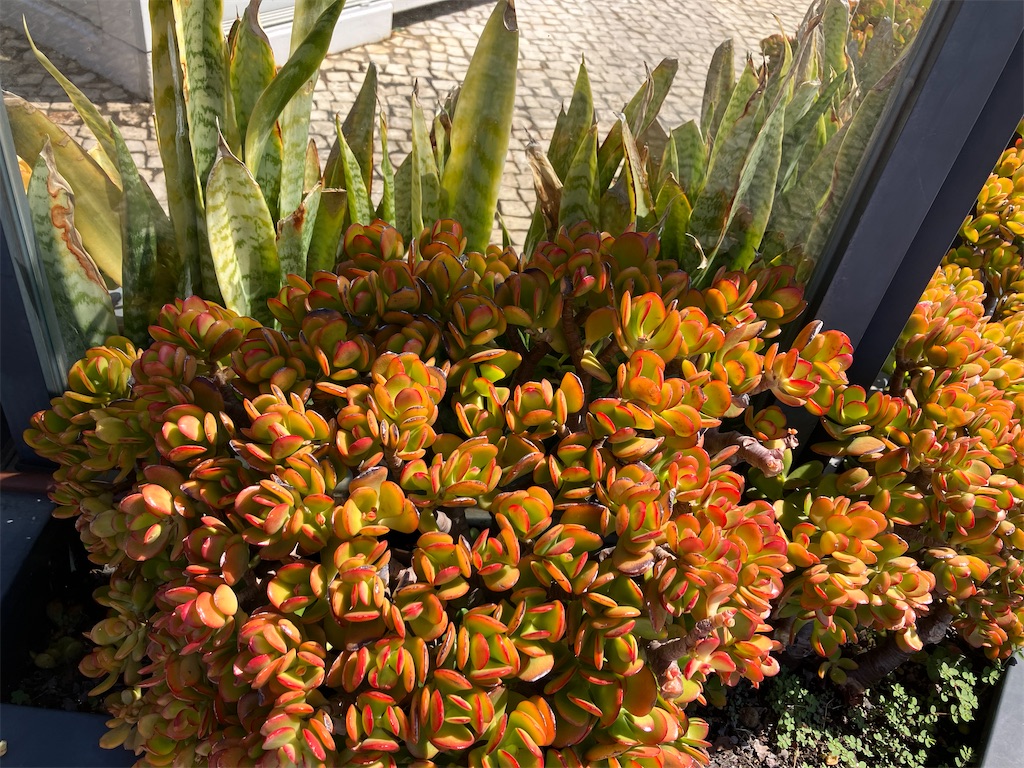 f:id:shirat0ri:20230725213821j:image f:id:shirat0ri:20230725213821j:image