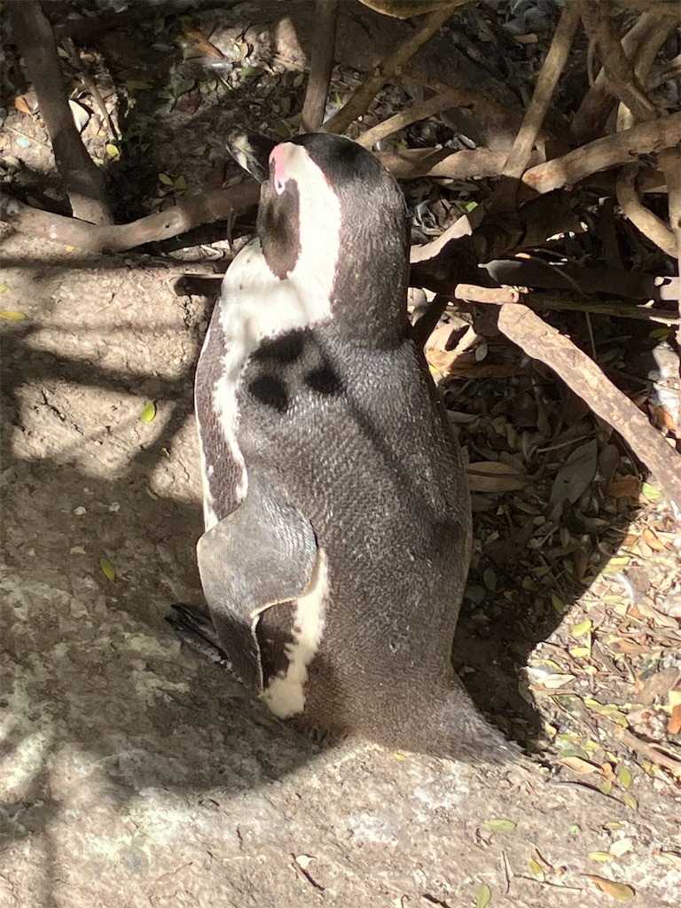 f:id:shirat0ri:20231110110941j:image