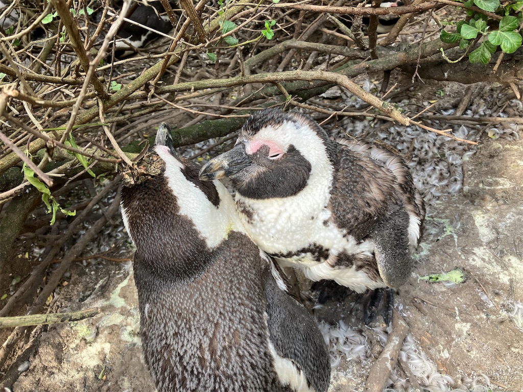 f:id:shirat0ri:20231110110954j:image