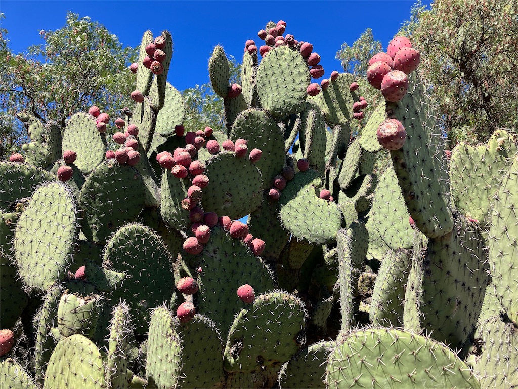 f:id:shirat0ri:20231116091929j:image f:id:shirat0ri:20231116091929j:image