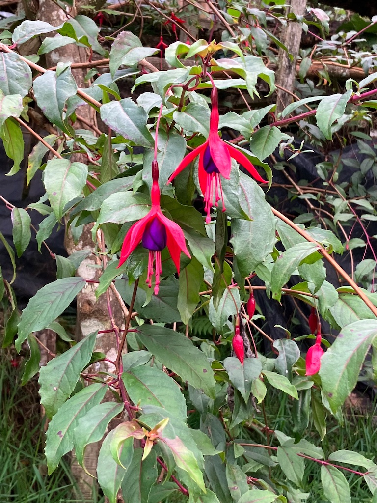 f:id:shirat0ri:20240125124344j:image f:id:shirat0ri:20240125124344j:image