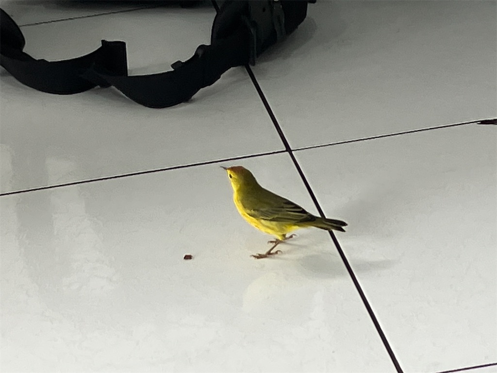 f:id:shirat0ri:20240318220050j:image