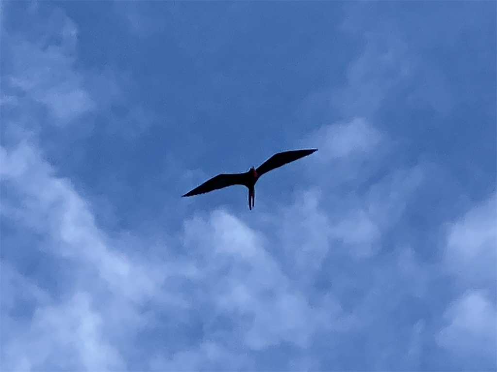 f:id:shirat0ri:20240318220126j:image