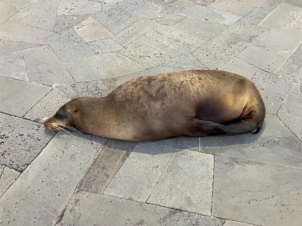 f:id:shirat0ri:20240318220423j:image