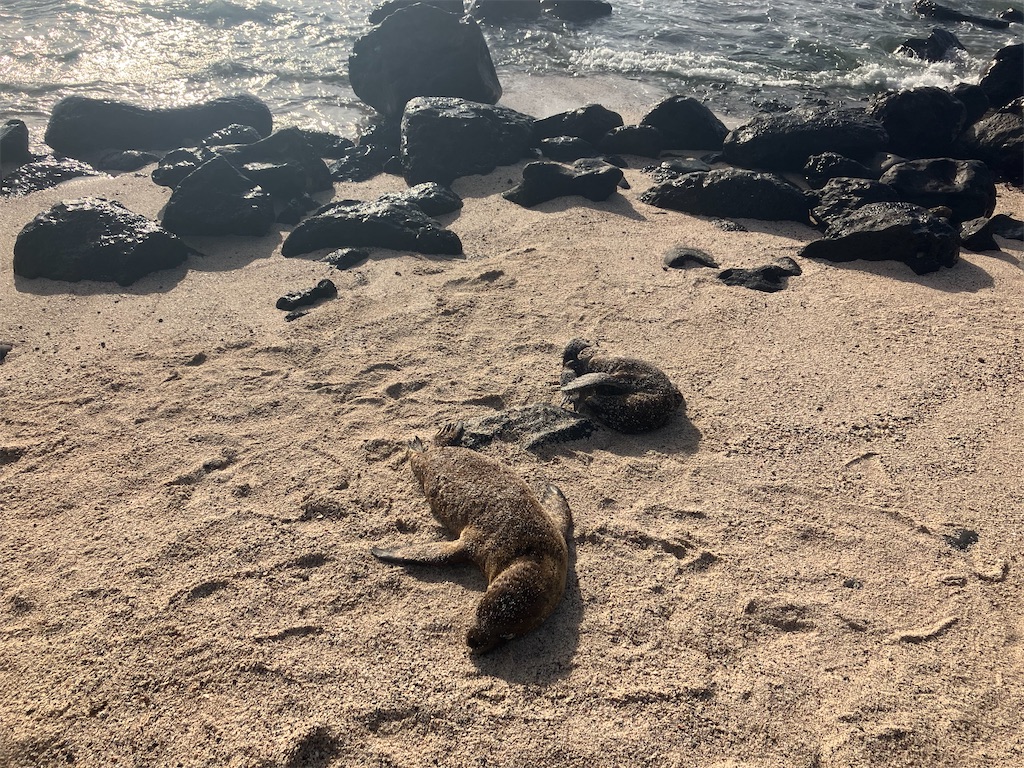 エクアドル】ガラパゴス諸島最終日 - ひとり旅、ときどき日常 エクアドル】ガラパゴス諸島最終日 - ひとり旅、ときどき日常