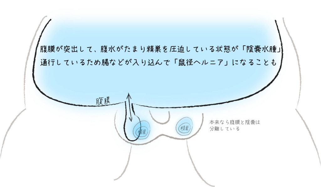 Images of 陰嚢 Page 2 - JapaneseClass.jp