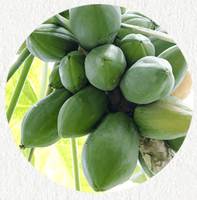 f:id:shiratamachang:20190603231956j:plain