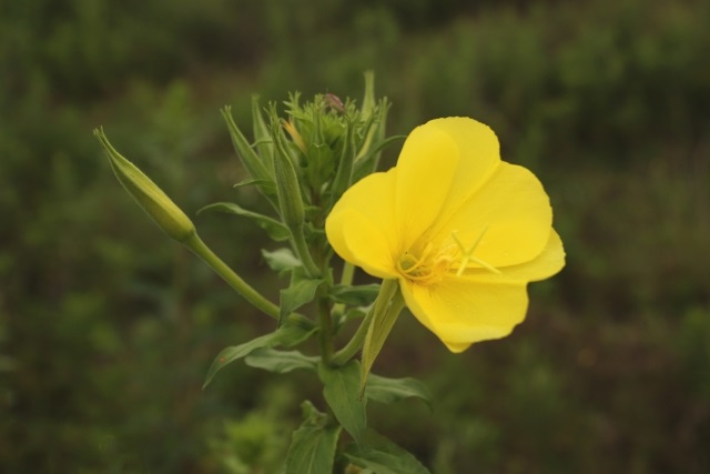 f:id:shiratamachang:20190823233348j:plain f:id:shiratamachang:20190823233348j:plain