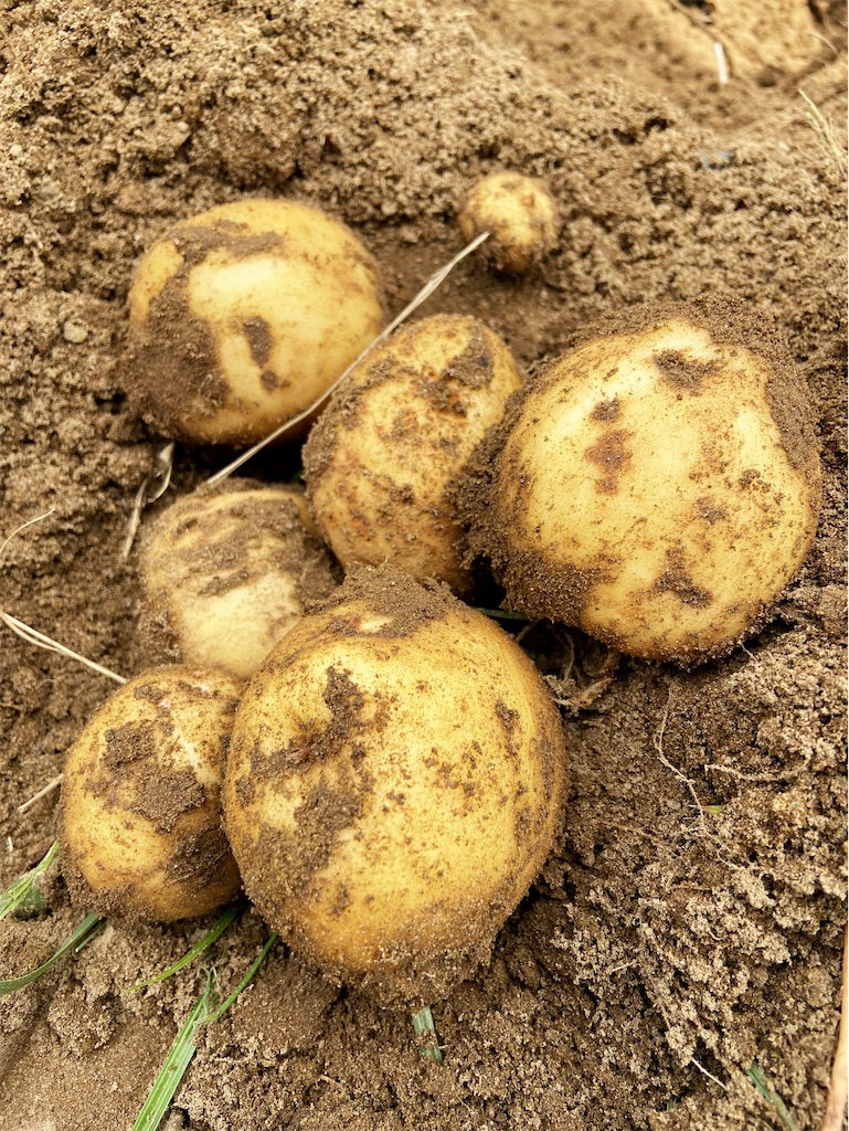 f:id:shiratamaotama:20230709215901j:image