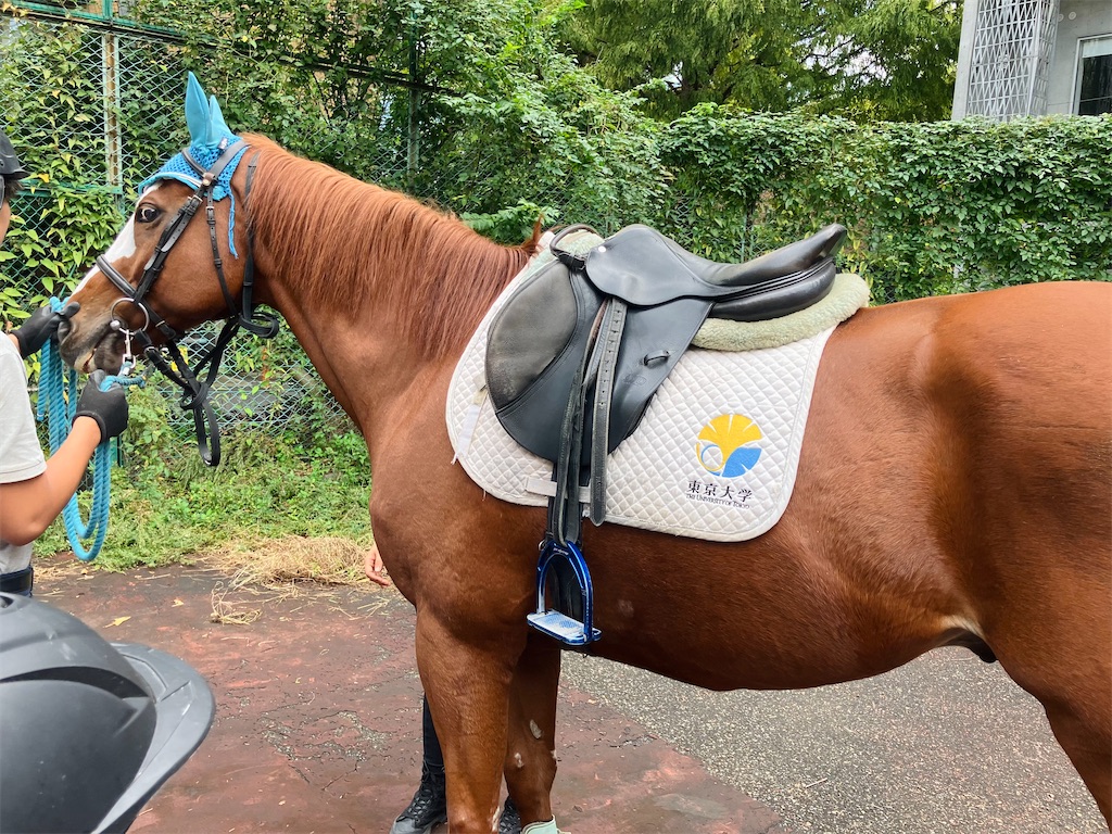 f:id:shiratamaotama:20241019220406j:image f:id:shiratamaotama:20241019220406j:image