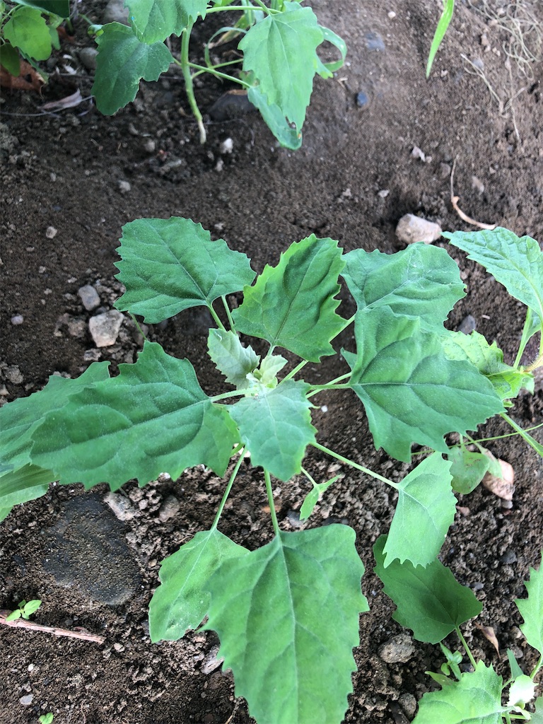 f:id:shiratamarr:20210725224721j:image f:id:shiratamarr:20210725224721j:image