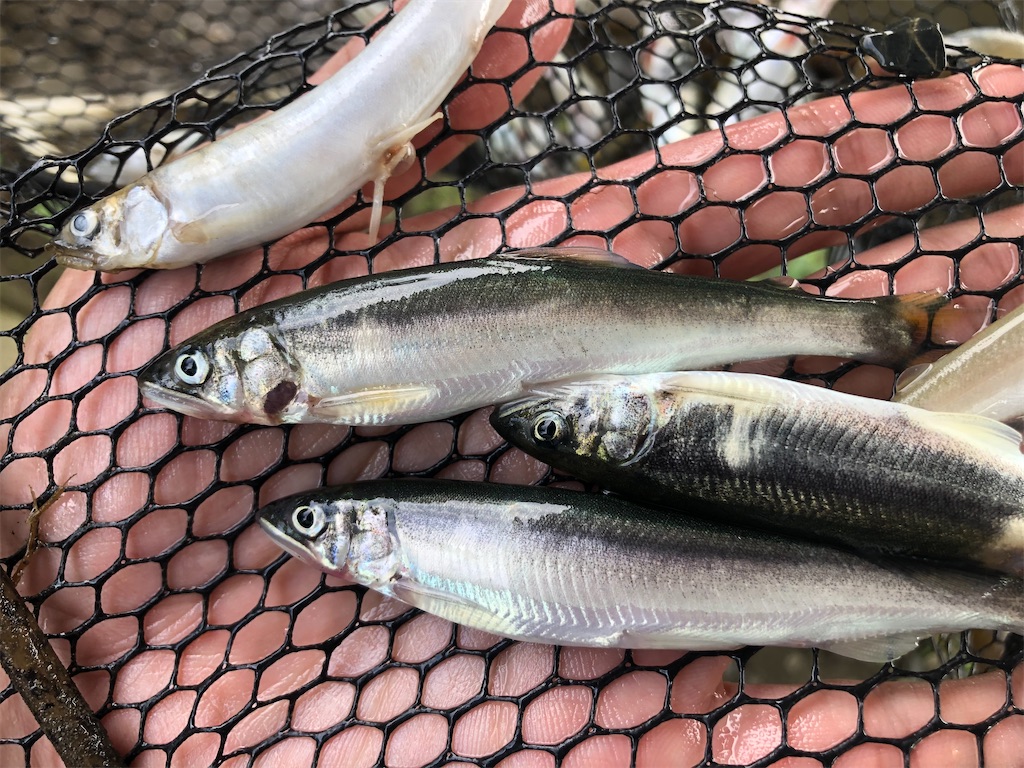 f:id:shiratamarr:20210826202208j:image f:id:shiratamarr:20210826202208j:image