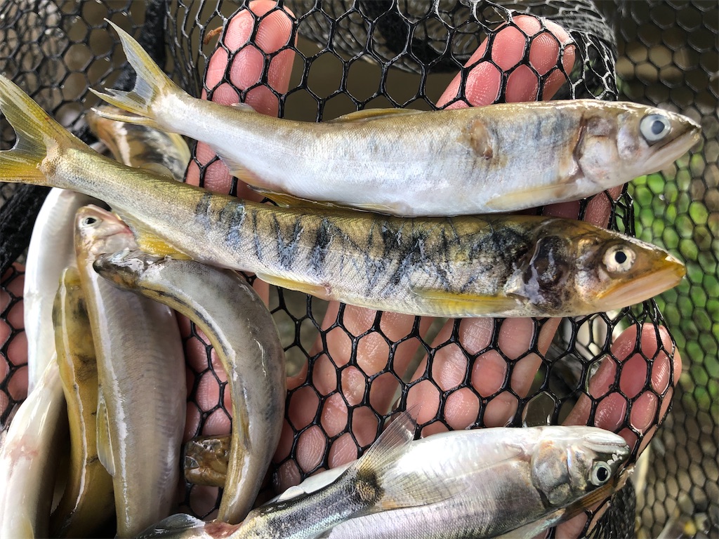 f:id:shiratamarr:20210826202212j:image f:id:shiratamarr:20210826202212j:image