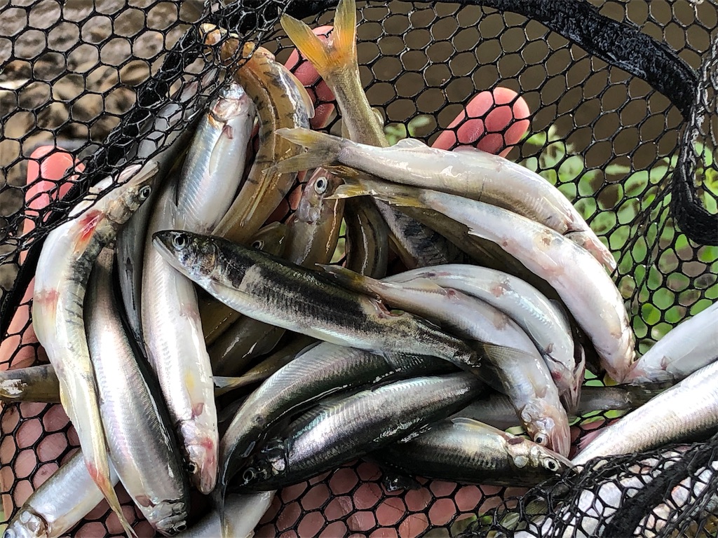 f:id:shiratamarr:20210826202217j:image f:id:shiratamarr:20210826202217j:image