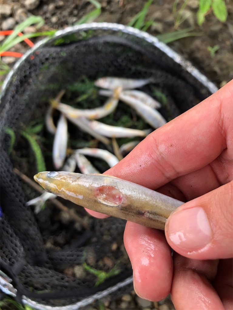 f:id:shiratamarr:20210826202226j:image f:id:shiratamarr:20210826202226j:image