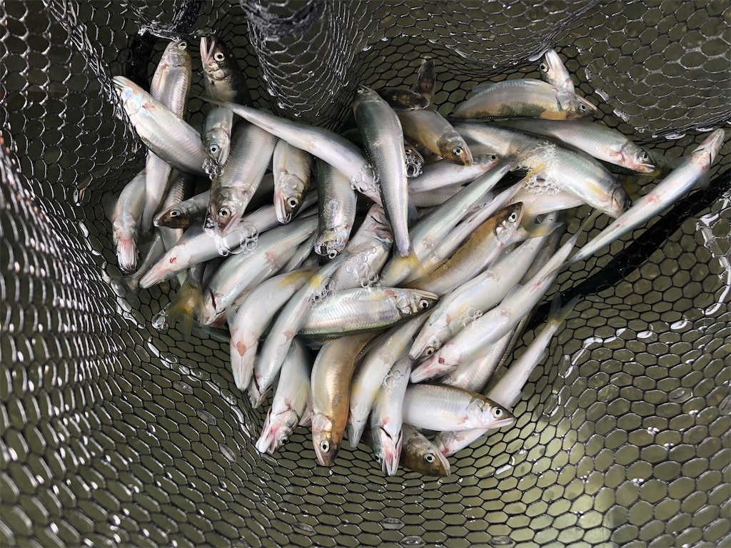 流れてくる小鮎の死骸を掬って食べる そして冷水病の話 しらたまが道草を採って食うブログ
