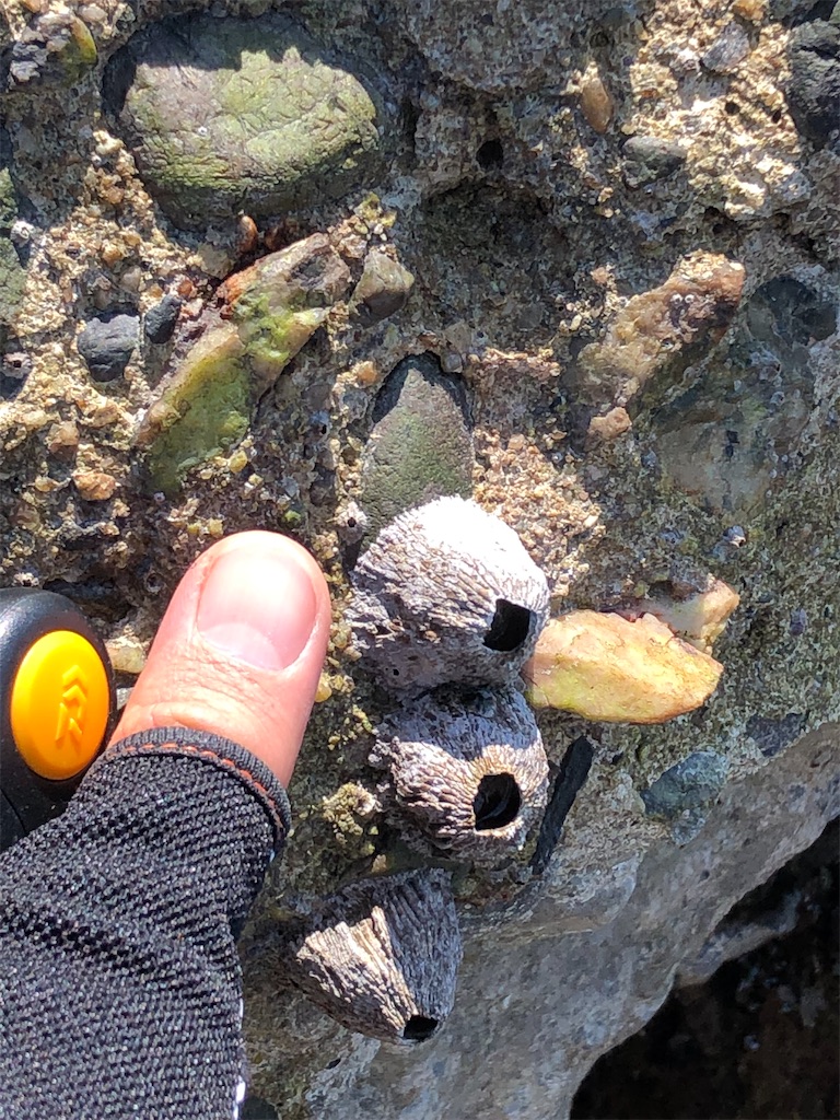 カメノテとは 動植物の人気 最新記事を集めました はてな