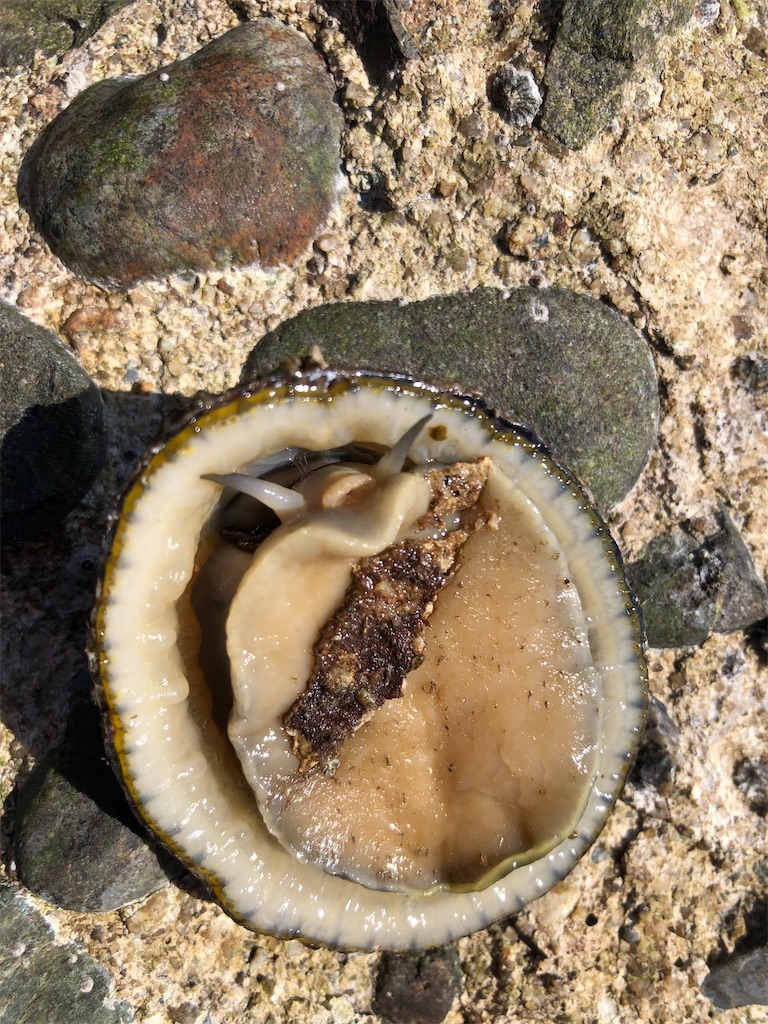 テトラポット帯で採った磯物三種 マツバガイ カメノテ フジツボ しらたまが道草を採って食うブログ