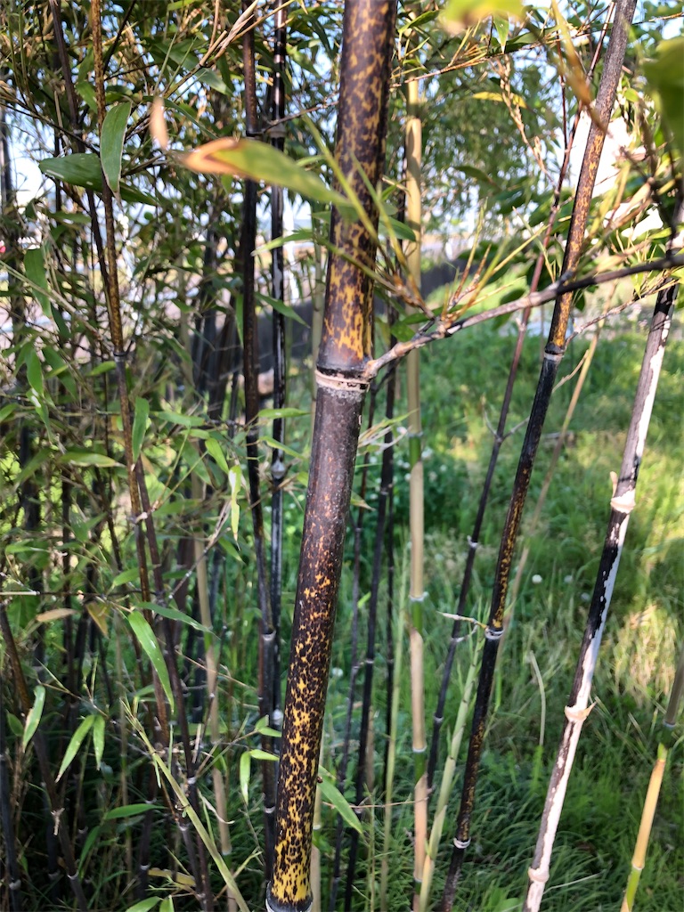 黒竹 【公式通販】