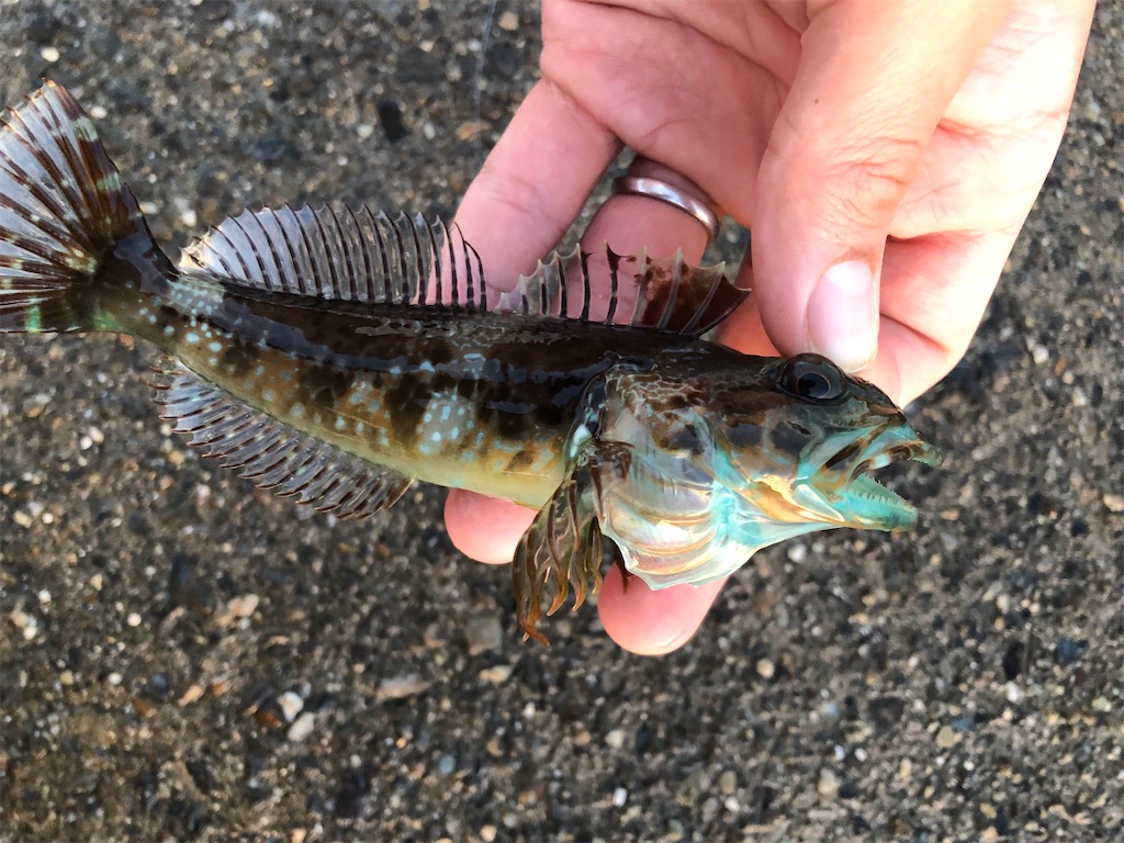 f:id:shiratamarr:20220917132636j:image