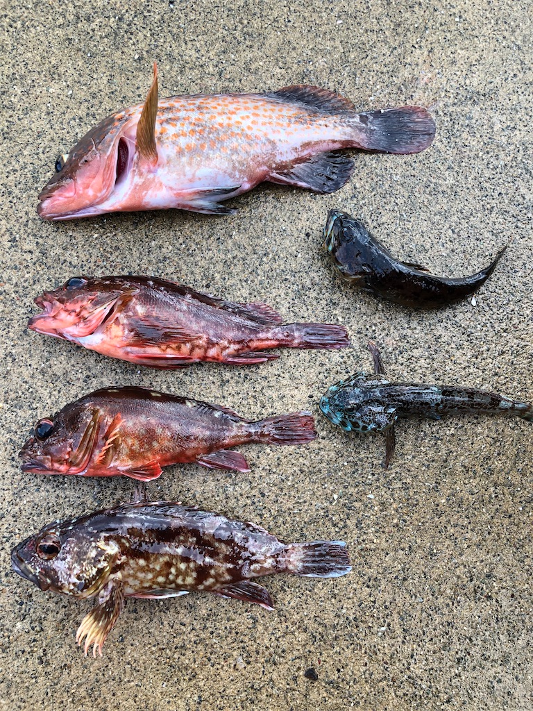 f:id:shiratamarr:20220917161129j:image