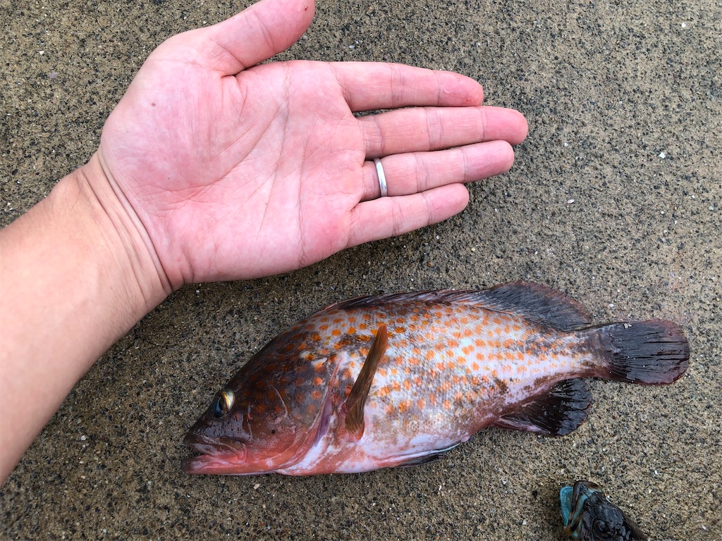 f:id:shiratamarr:20220917161142j:image