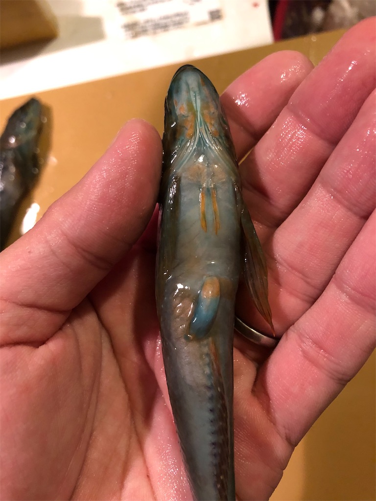 f:id:shiratamarr:20220917165951j:image