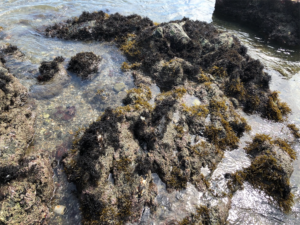 f:id:shiratamarr:20220928235152j:image