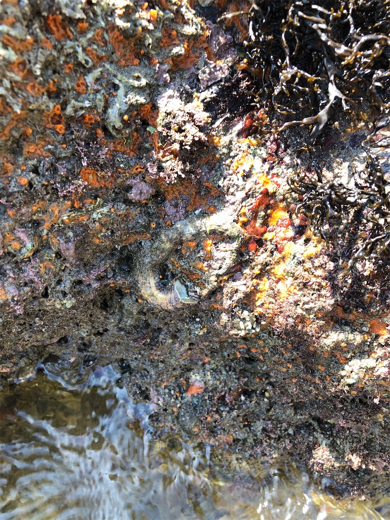 f:id:shiratamarr:20221002181342j:image