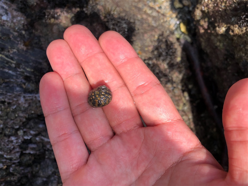 f:id:shiratamarr:20221002181349j:image