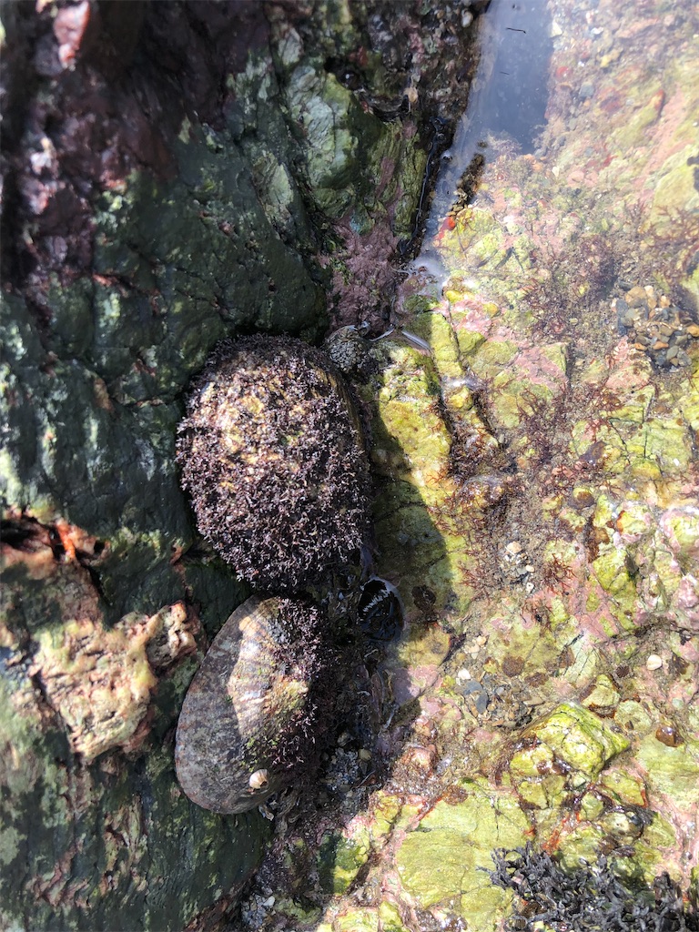 f:id:shiratamarr:20221002181354j:image