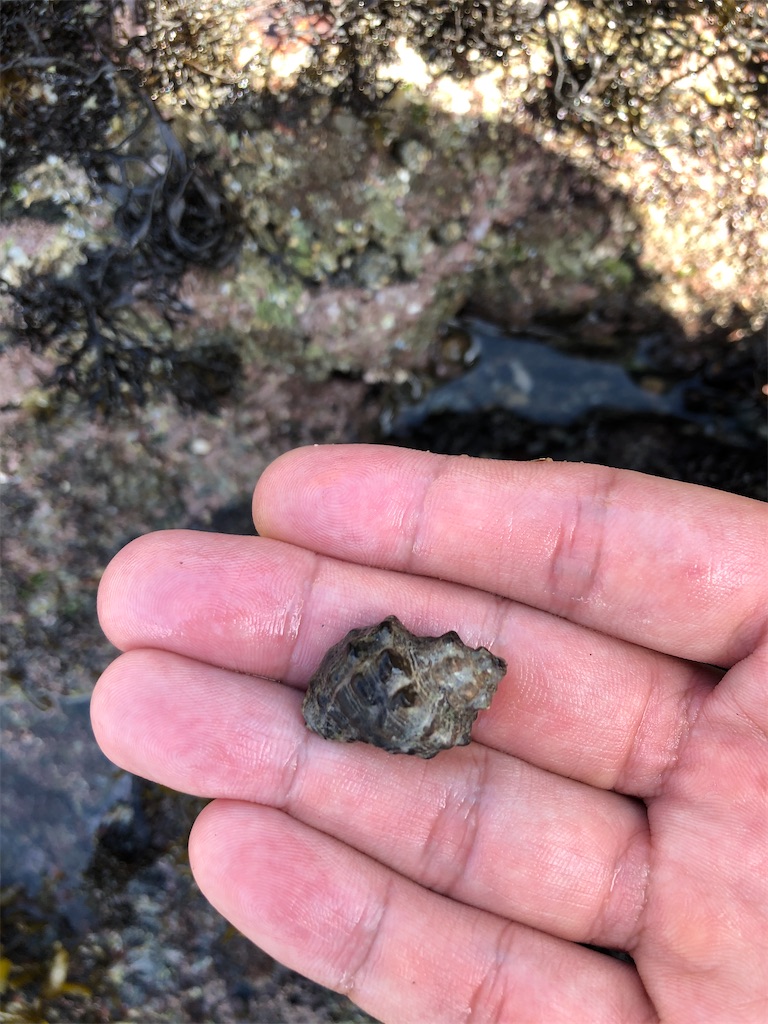 f:id:shiratamarr:20221002181413j:image