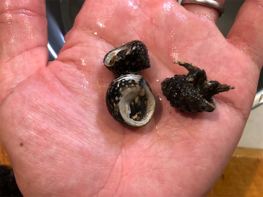 f:id:shiratamarr:20221005084620j:image