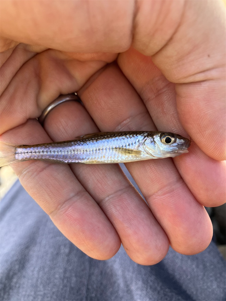 f:id:shiratamarr:20241014230209j:image