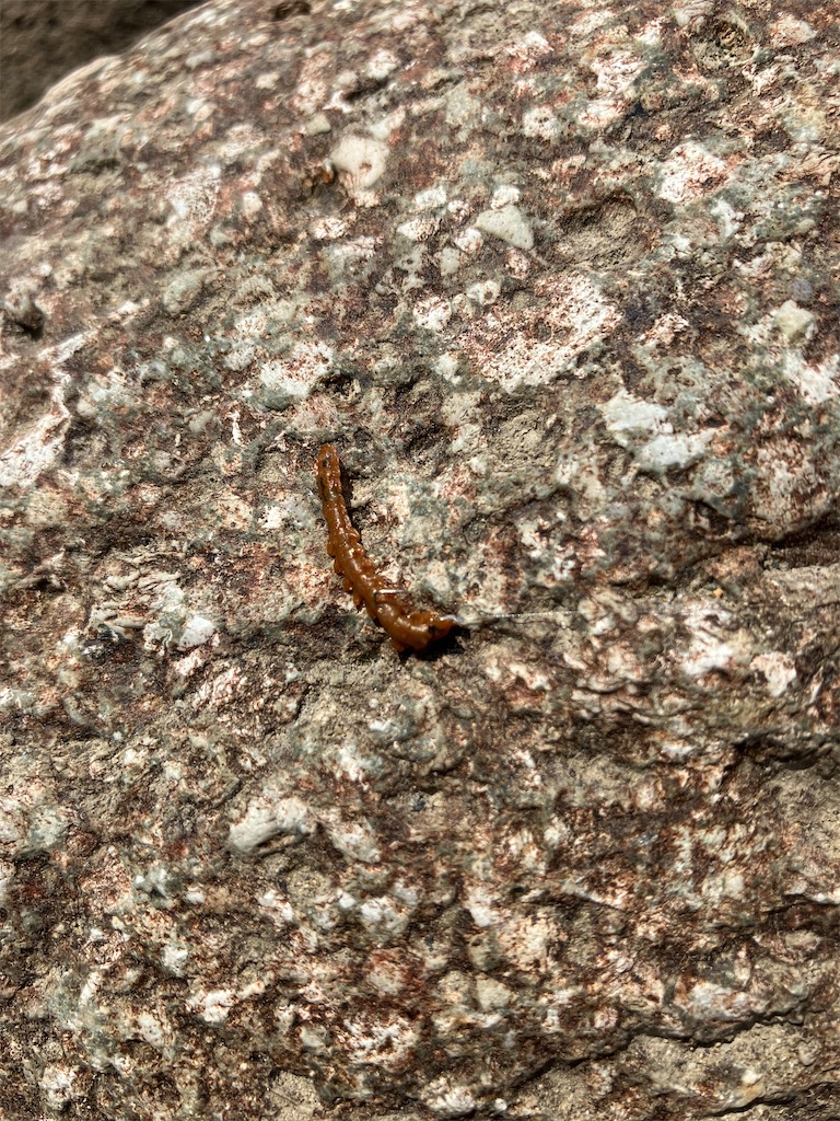 f:id:shiratamarr:20241014230216j:image