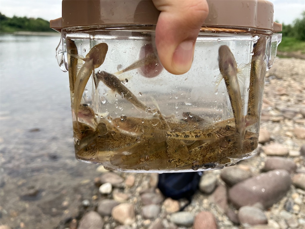 f:id:shiratamarr:20241014234358j:image