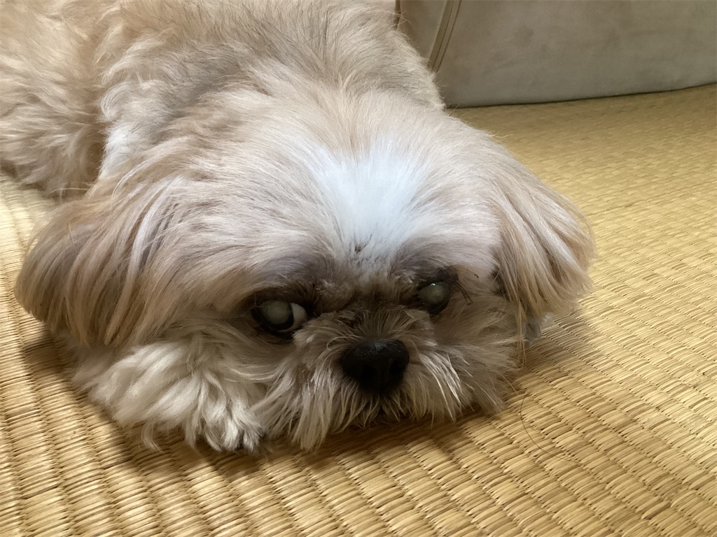 f:id:shiratorimatsumoto:20260708165339j:image