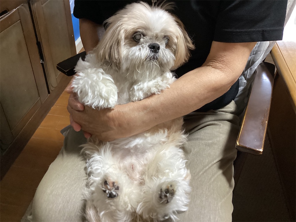 f:id:shiratorimatsumoto:20260709100206j:image